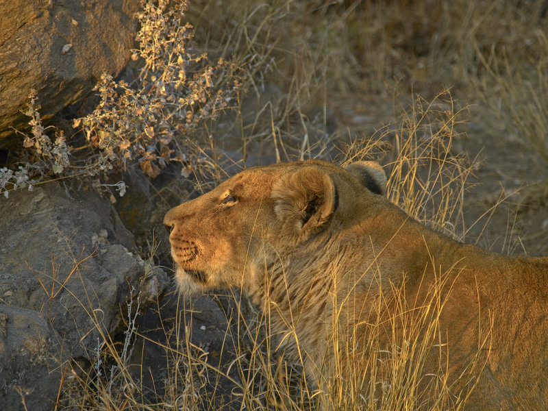 Lion, Amani Lodge